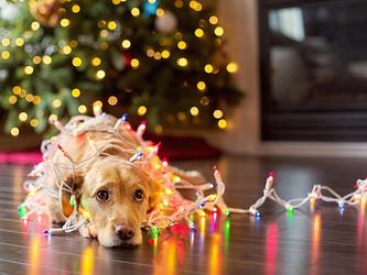 Dog with Christmas lights